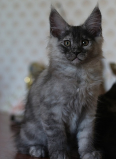 Photo №2 to announcement № 2531 for the sale of maine coon - buy in Ukraine from nursery