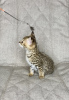 Photo №1. savannah cat - for sale in the city of Москва | 5519$ | Announcement № 26099