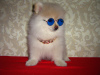 Photo №1. german spitz - for sale in the city of Rostov-on-Don | 650$ | Announcement № 8066
