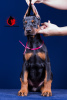 Photo №2 to announcement № 13132 for the sale of dobermann - buy in Russian Federation from nursery