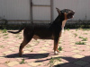 Photo №4. I will sell bull terrier in the city of Krasnodar. breeder - price - negotiated