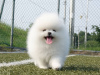 Photo №1. pomeranian - for sale in the city of Warsaw | negotiated | Announcement № 100252