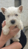 Photo №2 to announcement № 96958 for the sale of west highland white terrier - buy in Finland private announcement