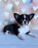 Photo №1. chihuahua - for sale in the city of Munich | 269$ | Announcement № 104804