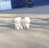 Photo №1. maltese dog - for sale in the city of Oświęcim | negotiated | Announcement № 73073