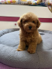 Photo №3. Red Toy Poodle. Serbia