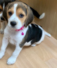 Photo №4. I will sell beagle in the city of Берлинген.  - price - Is free