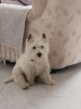 Photo №4. I will sell west highland white terrier in the city of Belgrade. breeder - price - negotiated