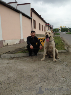 Photo №3. Short-haired Caucasian wolfhound. Russian Federation