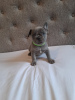 Photo №4. I will sell french bulldog in the city of New York. private announcement - price - 600$