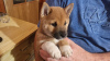 Photo №1. shiba inu - for sale in the city of Gothenburg | Is free | Announcement № 89575