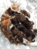 Photo №4. I will sell maine coon in the city of Киль. private announcement, from nursery - price - 317$