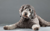 Photo №3. Tolle Labradoodle-Welpen stehen zur Adoption zur Verfügung. Germany