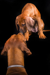 Photo №2 to announcement № 3684 for the sale of rhodesian ridgeback - buy in Estonia breeder
