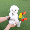 Photo №2 to announcement № 99302 for the sale of maltese dog - buy in United States breeder