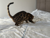 Additional photos: Gorgeous Bengal boy for breeding