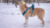 Photo №4. I will sell non-pedigree dogs in the city of Москва. from the shelter - price - Is free