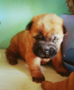 Photo №2 to announcement № 8070 for the sale of shar pei - buy in Russian Federation from nursery, breeder