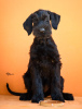 Photo №2 to announcement № 122222 for the sale of giant schnauzer - buy in Serbia 