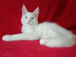 Photo №4. I will sell maine coon in the city of Rostov-on-Don. from nursery, breeder - price - negotiated