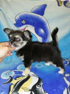 Photo №4. I will sell chihuahua in the city of Tula. from nursery - price - 390$