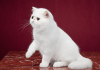 Photo №2 to announcement № 41775 for the sale of exotic shorthair - buy in Russian Federation breeder