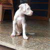 Photo №2 to announcement № 50806 for the sale of dogo argentino - buy in United States private announcement