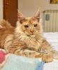 Photo №4. I will sell maine coon in the city of Chicago. breeder - price - 300$