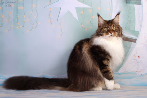 Photo №1. maine coon - for sale in the city of Petrozavodsk | 115$ | Announcement № 6955
