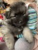 Photo №1. german spitz - for sale in the city of Москва | 649$ | Announcement № 9669