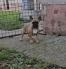 Photo №1. french bulldog - for sale in the city of Zrenjanin | negotiated | Announcement № 77415