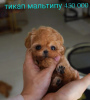 Additional photos: Maltipoo babies 4 months up to 1 kg