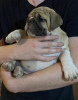 Additional photos: English bulldog