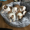 Photo №1. english bulldog - for sale in the city of Bamberg | 423$ | Announcement № 118107