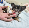 Photo №1. chihuahua - for sale in the city of Montreal | 500$ | Announcement № 103612