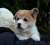 Photo №4. I will sell welsh corgi in the city of New York. private announcement, from nursery, breeder - price - 1700$