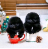 Photo №1. pomeranian - for sale in the city of Warsaw | negotiated | Announcement № 122962