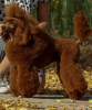 Photo №2 to announcement № 119423 for the sale of poodle (toy) - buy in Serbia breeder