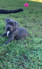 Photo №2 to announcement № 32393 for the sale of staffordshire bull terrier - buy in Australia breeder