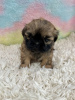 Photo №1. shih tzu - for sale in the city of Fresno | 300$ | Announcement № 99267