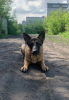 Photo №1. german shepherd - for sale in the city of Barnaul | Is free | Announcement № 52690