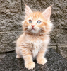 Photo №2 to announcement № 103765 for the sale of maine coon - buy in Germany private announcement