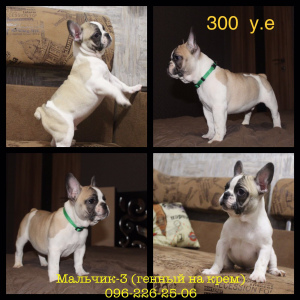 Additional photos: Cream. Cream and cream gene french bulldogs