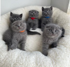 Photo №1. scottish fold - for sale in the city of Варена | negotiated | Announcement № 53576