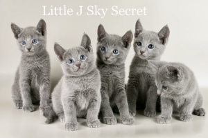 Photo №3. Certified Kennel & quot; Sky Secret & quot; offers kittens of breed. Russian Federation