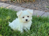 Photo №1. maltese dog - for sale in the city of Zwolle | Is free | Announcement № 123952