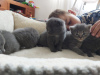 Photo №1. british shorthair - for sale in the city of Munich | 317$ | Announcement № 123662