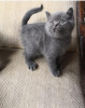 Photo №1. british shorthair - for sale in the city of Krakow | negotiated | Announcement № 76220