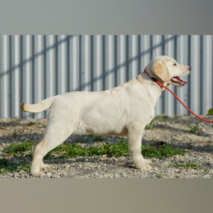 Photo №3. Labrador Retriever Puppies. Russian Federation