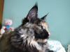 Photo №4. I will sell maine coon in the city of Kishinev. from nursery - price - 156$